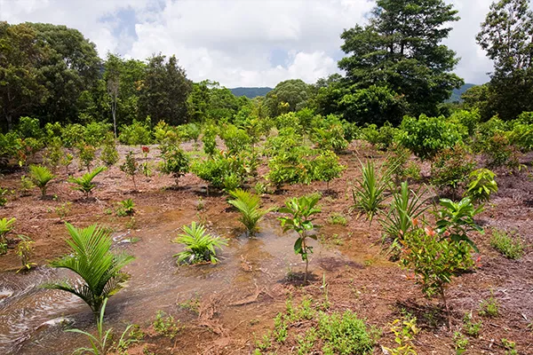 Reforestation site in Daintree, Australia.