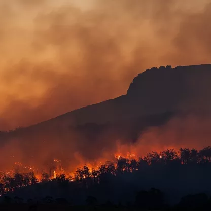 Forest on fire