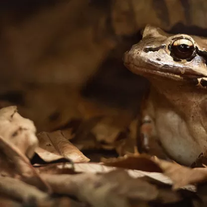 A mountain chicken frog