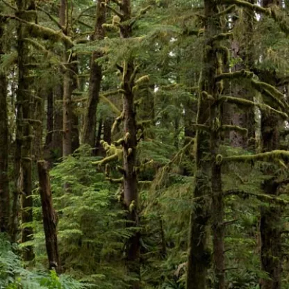 Forest