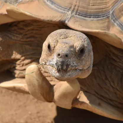 Tortoise Tales
