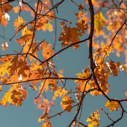 Autumn leaves against blue sky