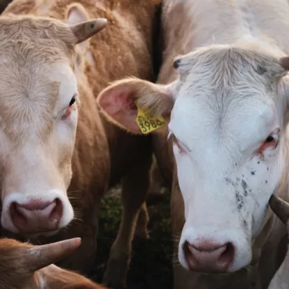 Brown and white farm cows with yellow ear tags