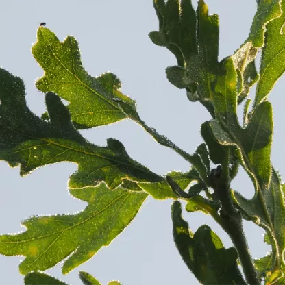 Oak leaves against light blue sky