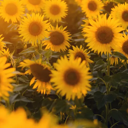 sunflower field