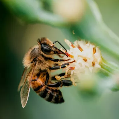 Bee sitting on yellow flower on background of green