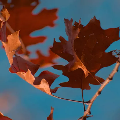 Orange autumn leaves against clear blue sky