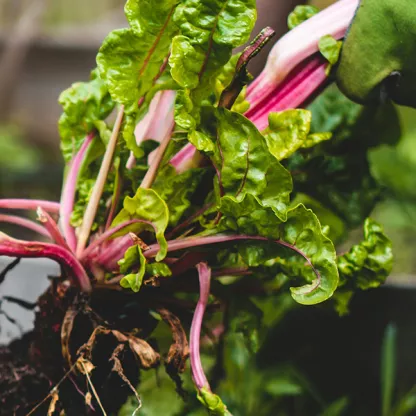 Hands in Green gloves pulling vegetables from garden