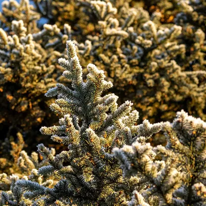 Pine tree with frost on needles against a clear blue winter sky