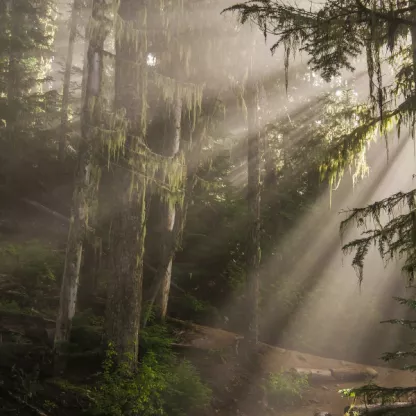 Sunlight through canopy in mossy woodland