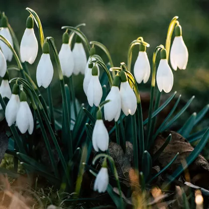 Snowdrops in sunlight on dark green forest floor