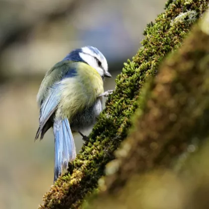 Blue tit on mossy tree