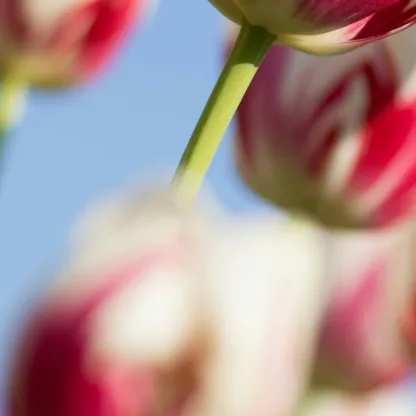 Close up of pink and white tulips against blue sky