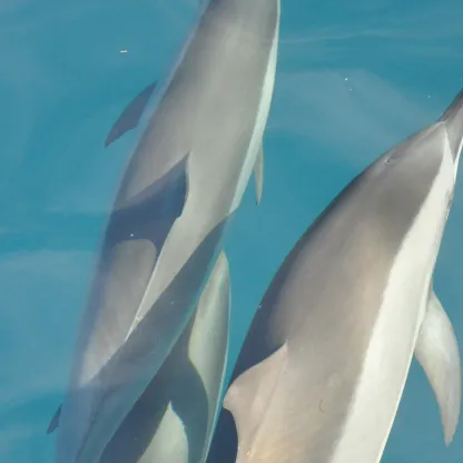 Dolphins in light blue clear water