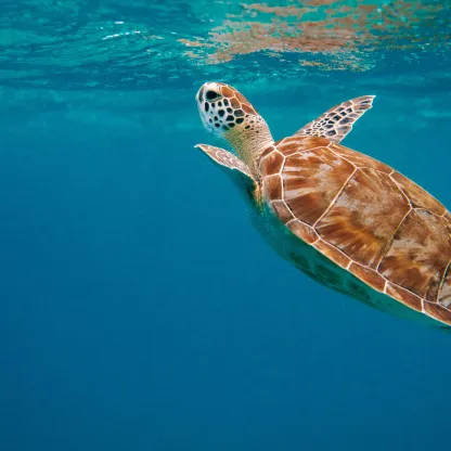 Yellow and brown sea turtle at surface of deep blue ocean