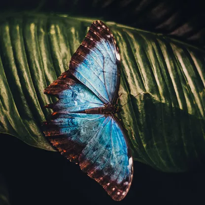 butterfly-greenbank-web.jpg