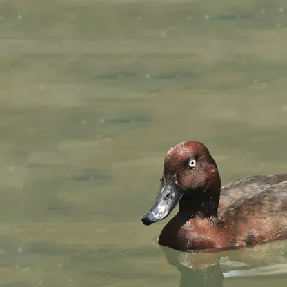 duck-greenbank_yioulie_chatzopoulou.jpg
